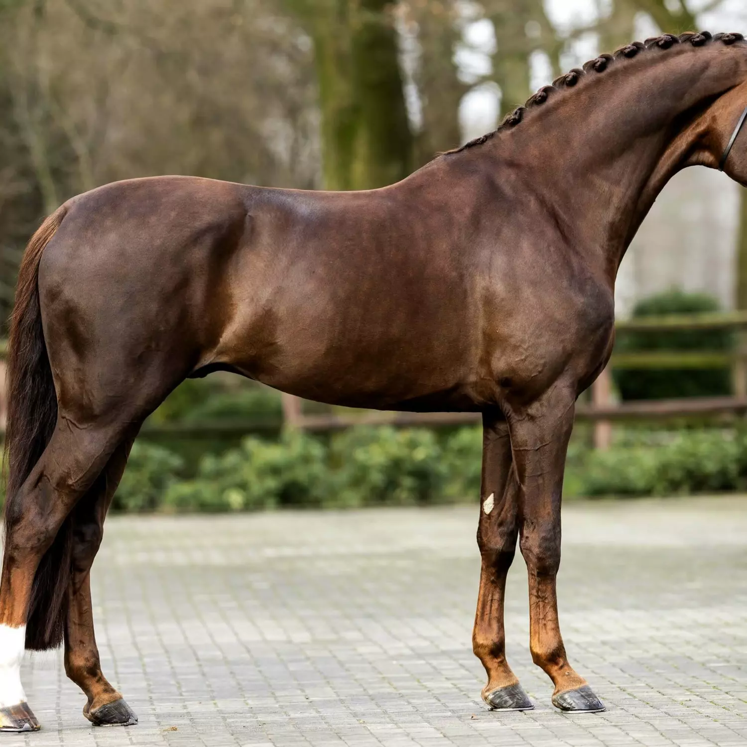 【CSR】 Red Hare, Unrivaled Stallion - EVP Our Stallions | Reesink Horses