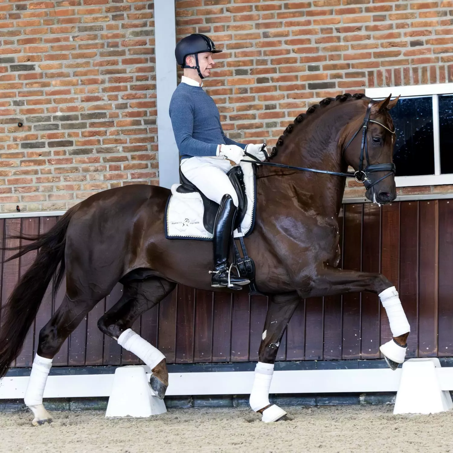 Our Stallions | Reesink Horses