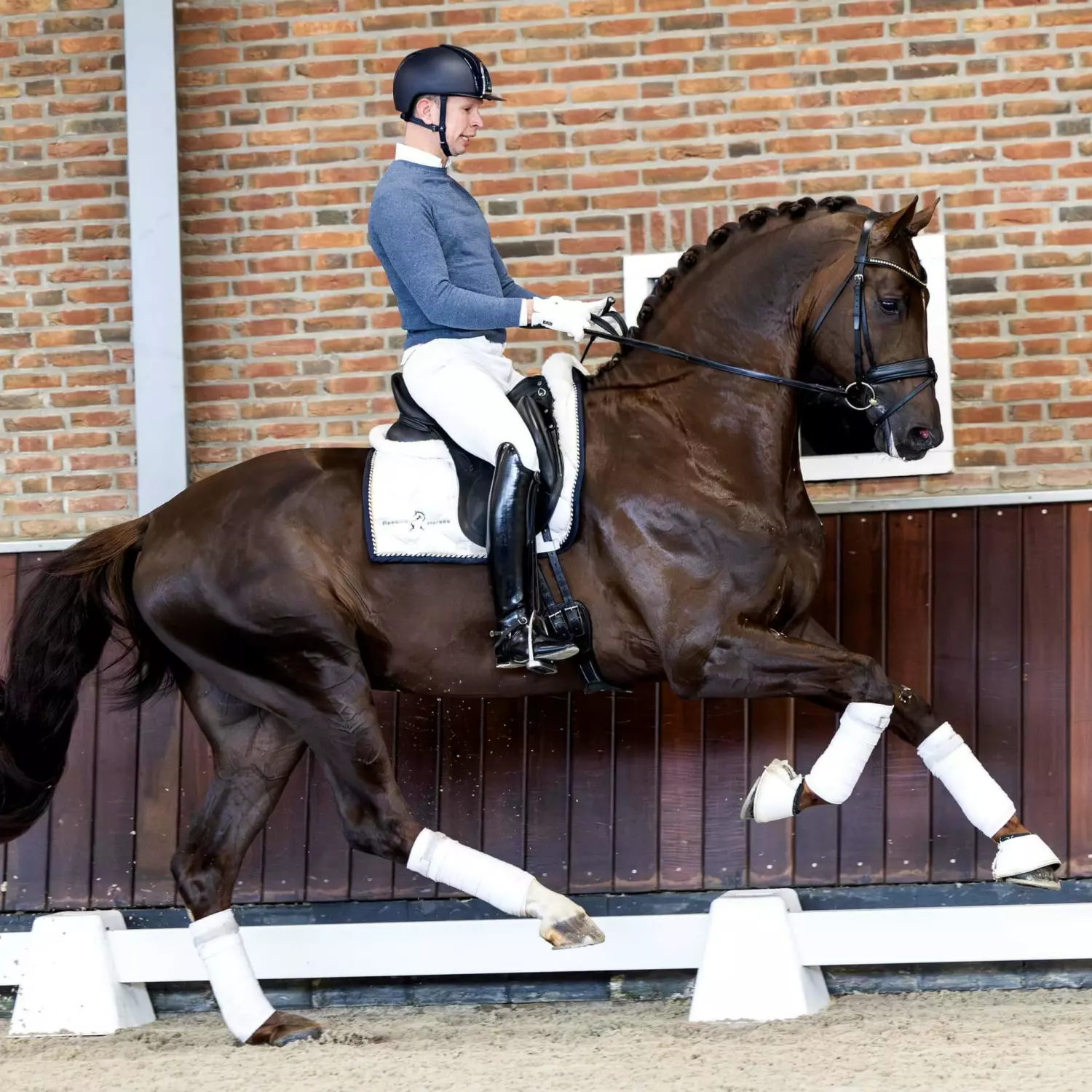 【CSR】 Red Hare, Unrivaled Stallion - EVP Our Stallions | Reesink Horses