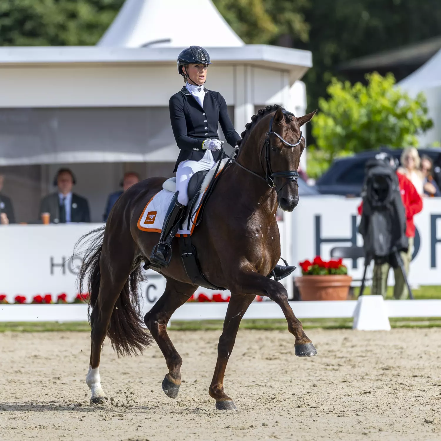 Our Stallions | Reesink Horses